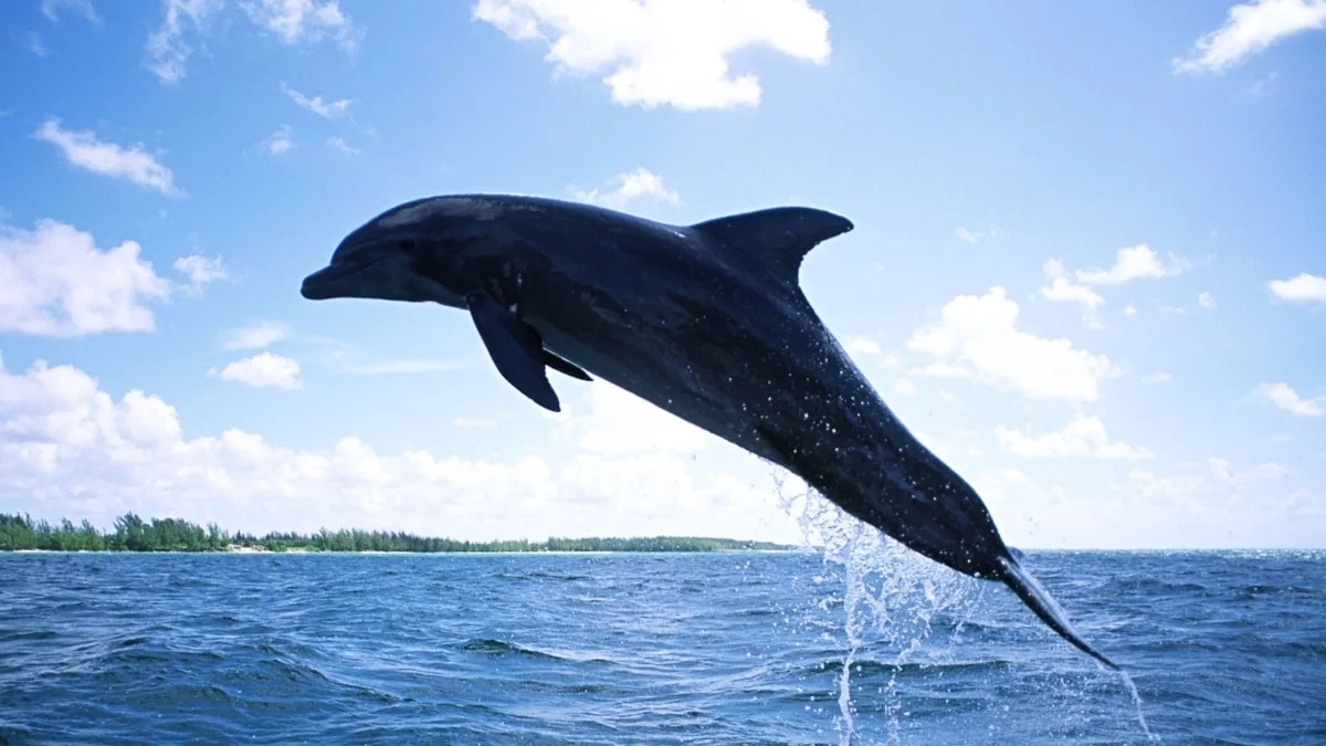 За березень у Чорному морі загинули 130 дельфінів – еколог